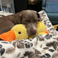 🎃Halloween Deal 50% OFF!🦆Quacking Duck Plush Dog Toy – Soft Interactive Cuddle Toy