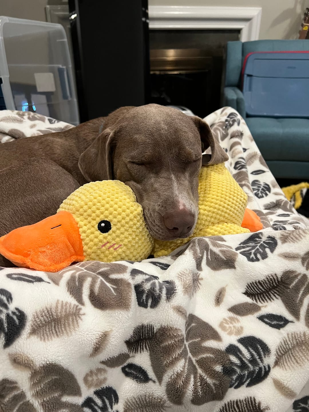 🎃Halloween Deal 50% OFF!🦆Quacking Duck Plush Dog Toy – Soft Interactive Cuddle Toy