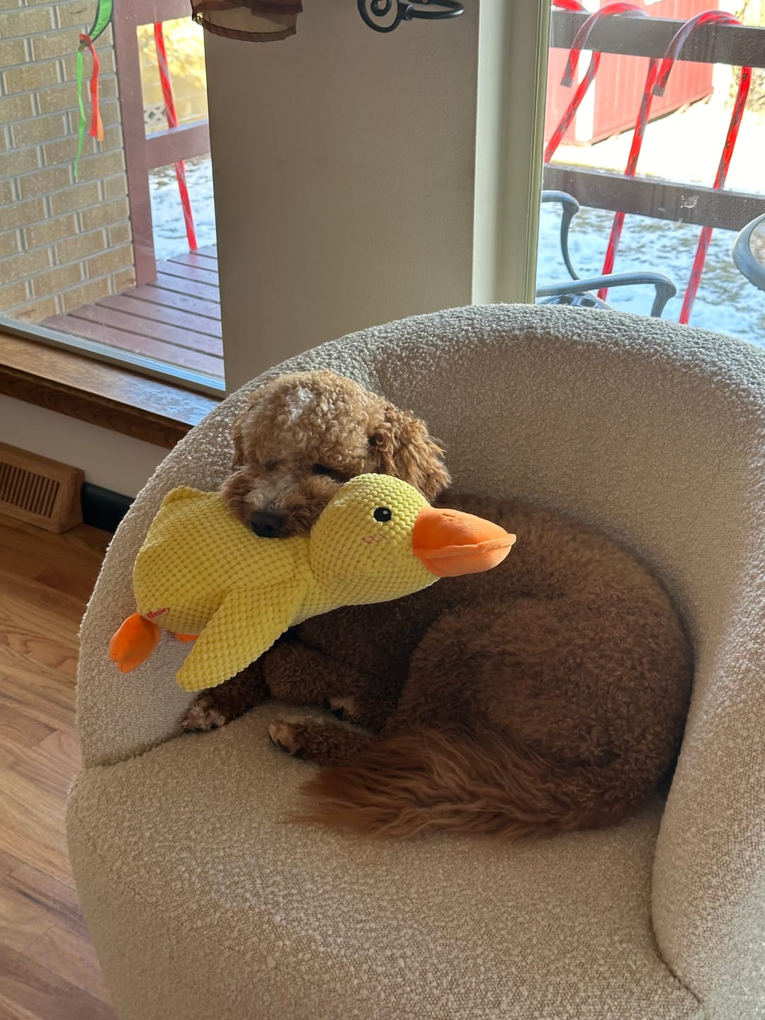🎃Halloween Deal 50% OFF!🦆Quacking Duck Plush Dog Toy – Soft Interactive Cuddle Toy