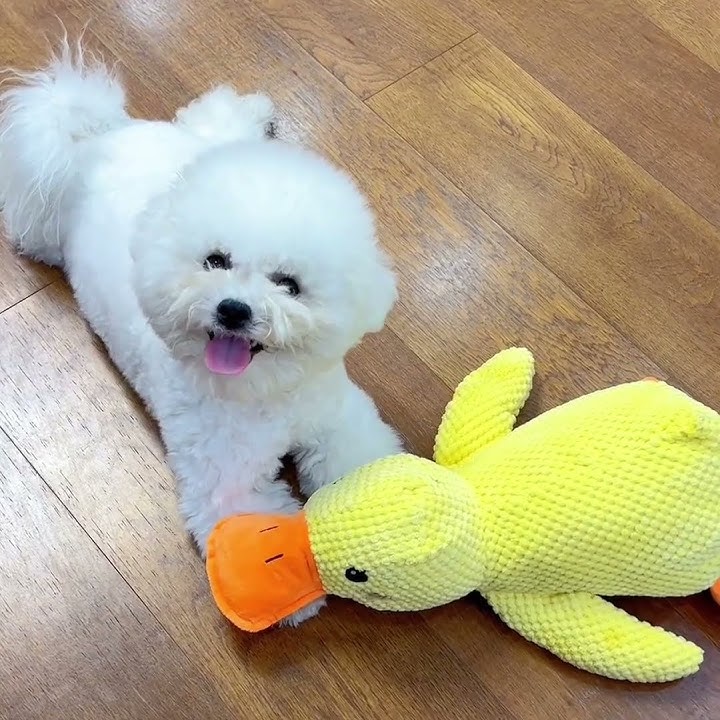 🎃Halloween Deal 50% OFF!🦆Quacking Duck Plush Dog Toy – Soft Interactive Cuddle Toy