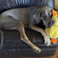 🎃Halloween Deal 50% OFF!🦆Quacking Duck Plush Dog Toy – Soft Interactive Cuddle Toy