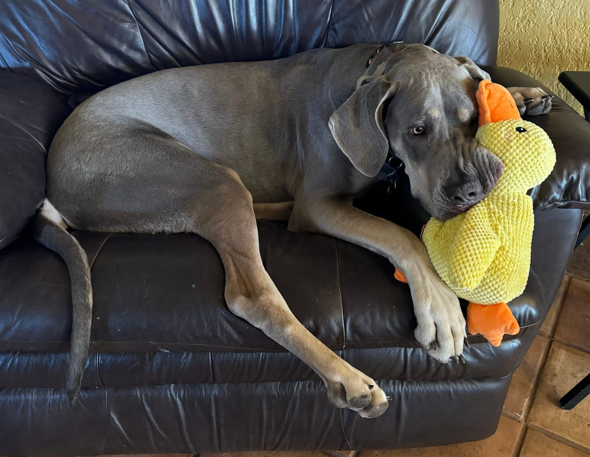 🎃Halloween Deal 50% OFF!🦆Quacking Duck Plush Dog Toy – Soft Interactive Cuddle Toy