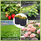 🔥50% OFF🔥Micro Aerated Geotextile Plant Grow Bag