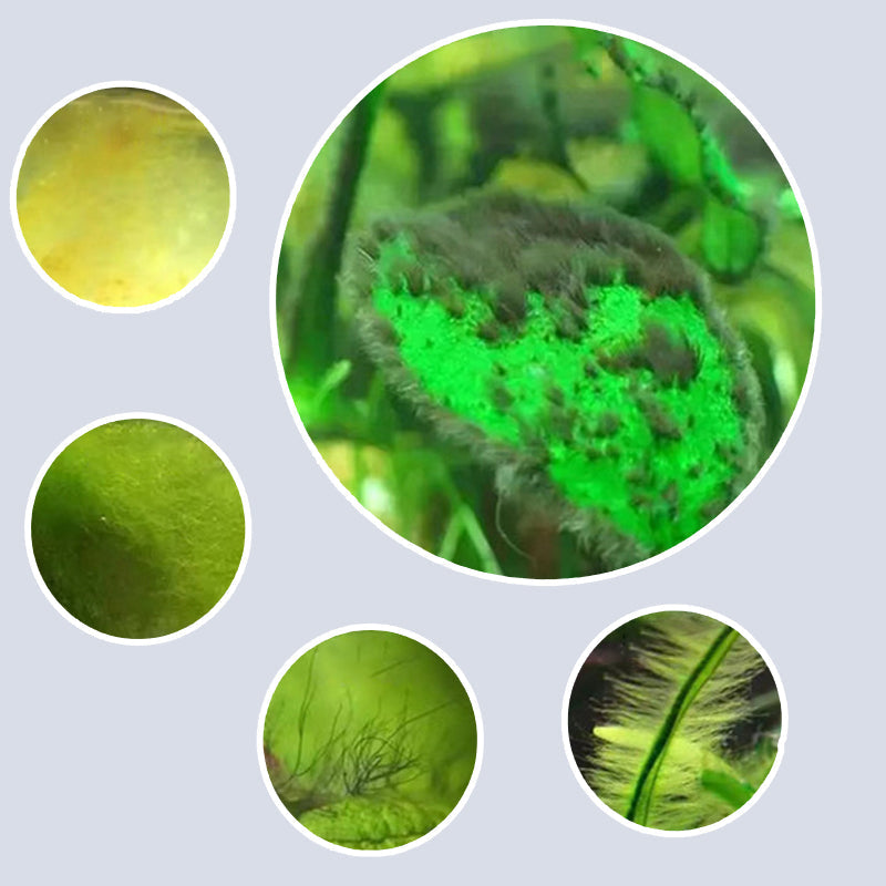 🏆 Hot Sale 50% OFF 🔥Buy more save more🎁Effective Algae Control for Aquarium