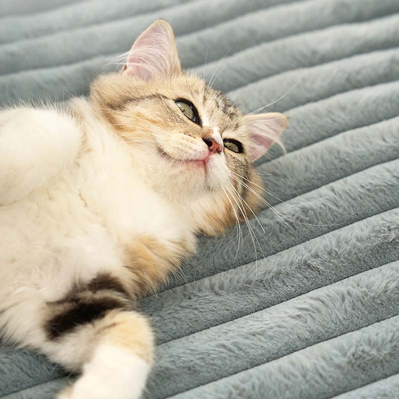🐱Soft Plush Cat Bed Pad✨