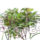 Heavy-Duty Flower Support Frame