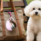 🐕50% OFF🔥 2-in-1 Portable Dog Water Bottle for Small Dogs - Leak-Proof & Compact