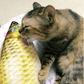 😍Le favori de l'animal : les jouets électriques en forme de poisson🐱🐶
