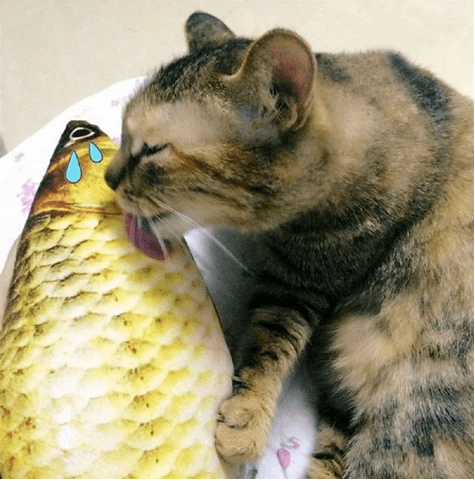 😍Le favori de l'animal : les jouets électriques en forme de poisson🐱🐶