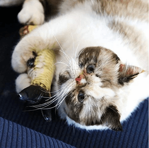 😍Le favori de l'animal : les jouets électriques en forme de poisson🐱🐶