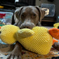 🎃Halloween Deal 50% OFF!🦆Quacking Duck Plush Dog Toy – Soft Interactive Cuddle Toy