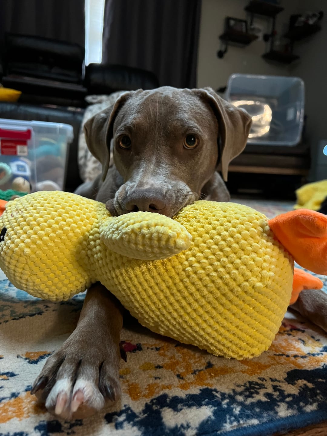 🎃Halloween Deal 50% OFF!🦆Quacking Duck Plush Dog Toy – Soft Interactive Cuddle Toy